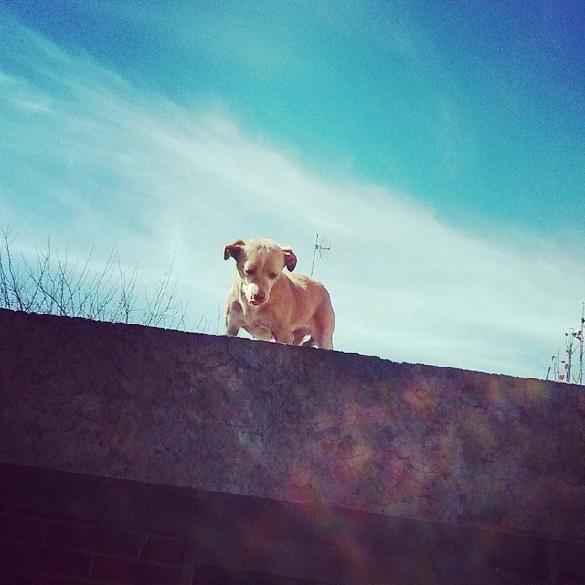 a dog standing on top of a stone structure