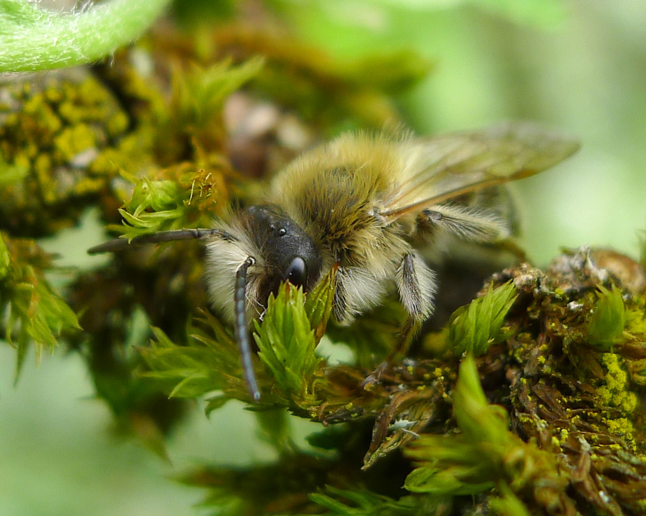 the image shows a close up of a bee resting on moss