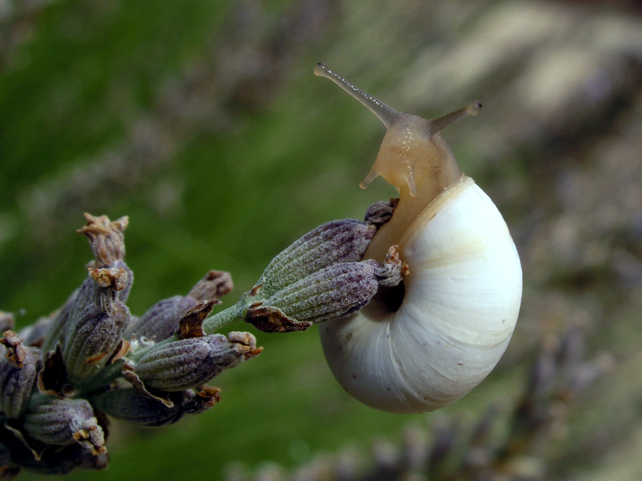 a snail on top of a seed plant