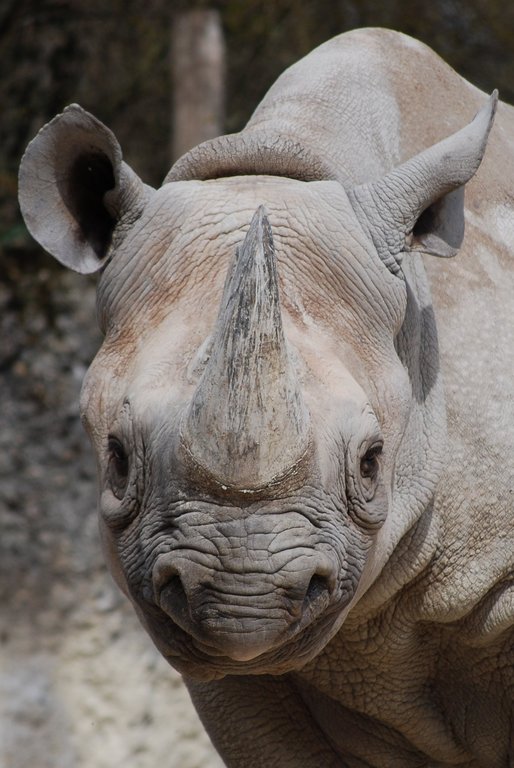 a rhino's rhinoceros face and horns looking straight ahead