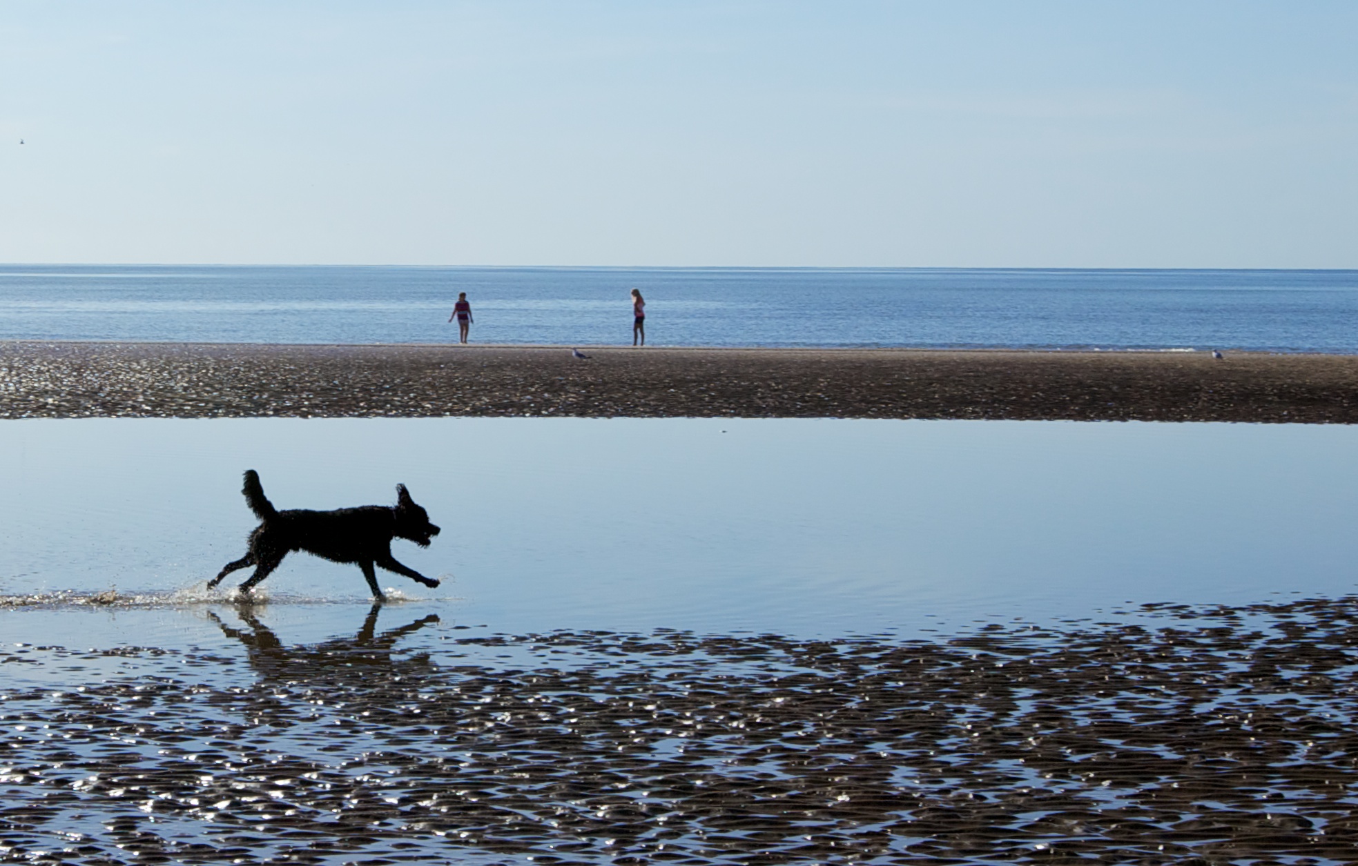 dog running on beach with people in distance