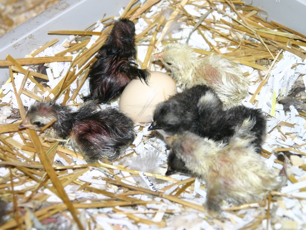 small chicks are huddled together in their nesting box