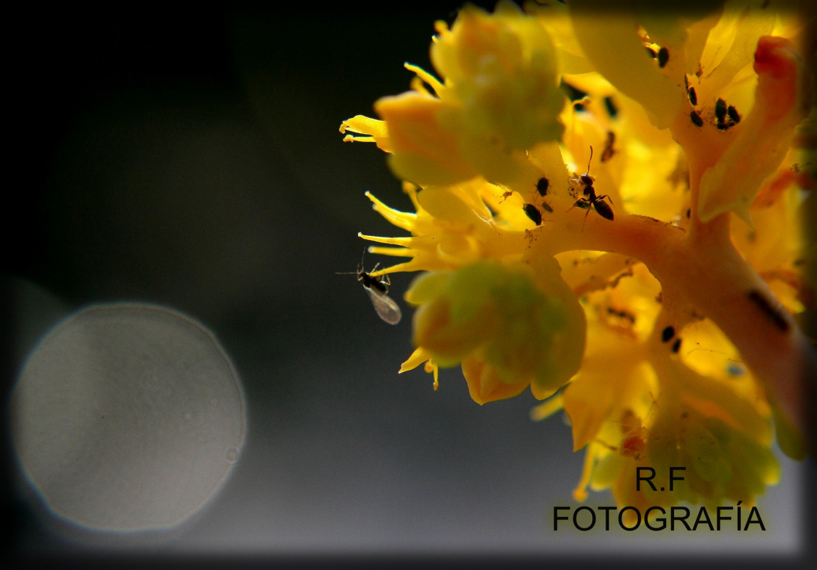 the insect is on a yellow flower and it appears to be very small