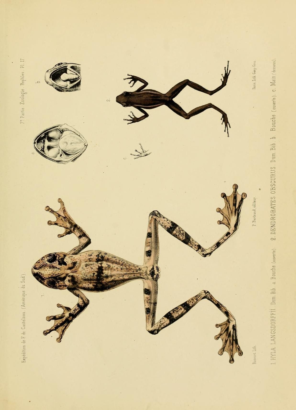 illustration of frogs for science project