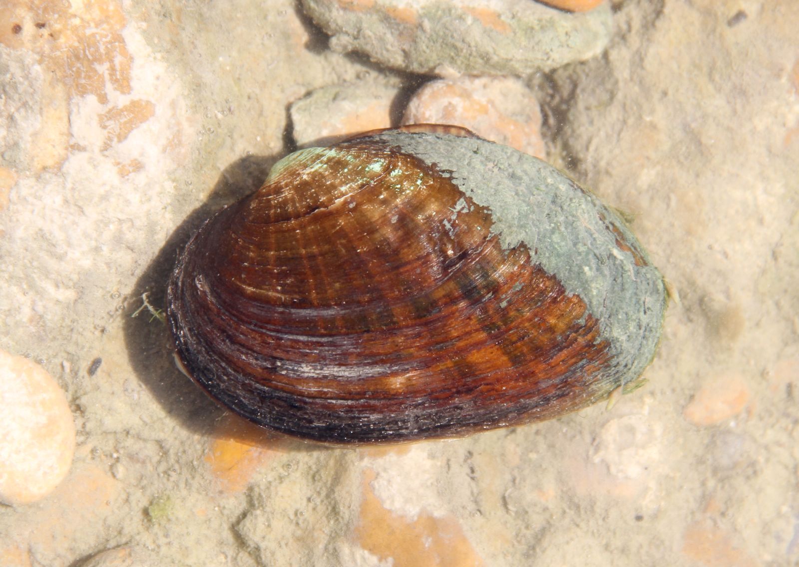 a large shell resting on a rock formation