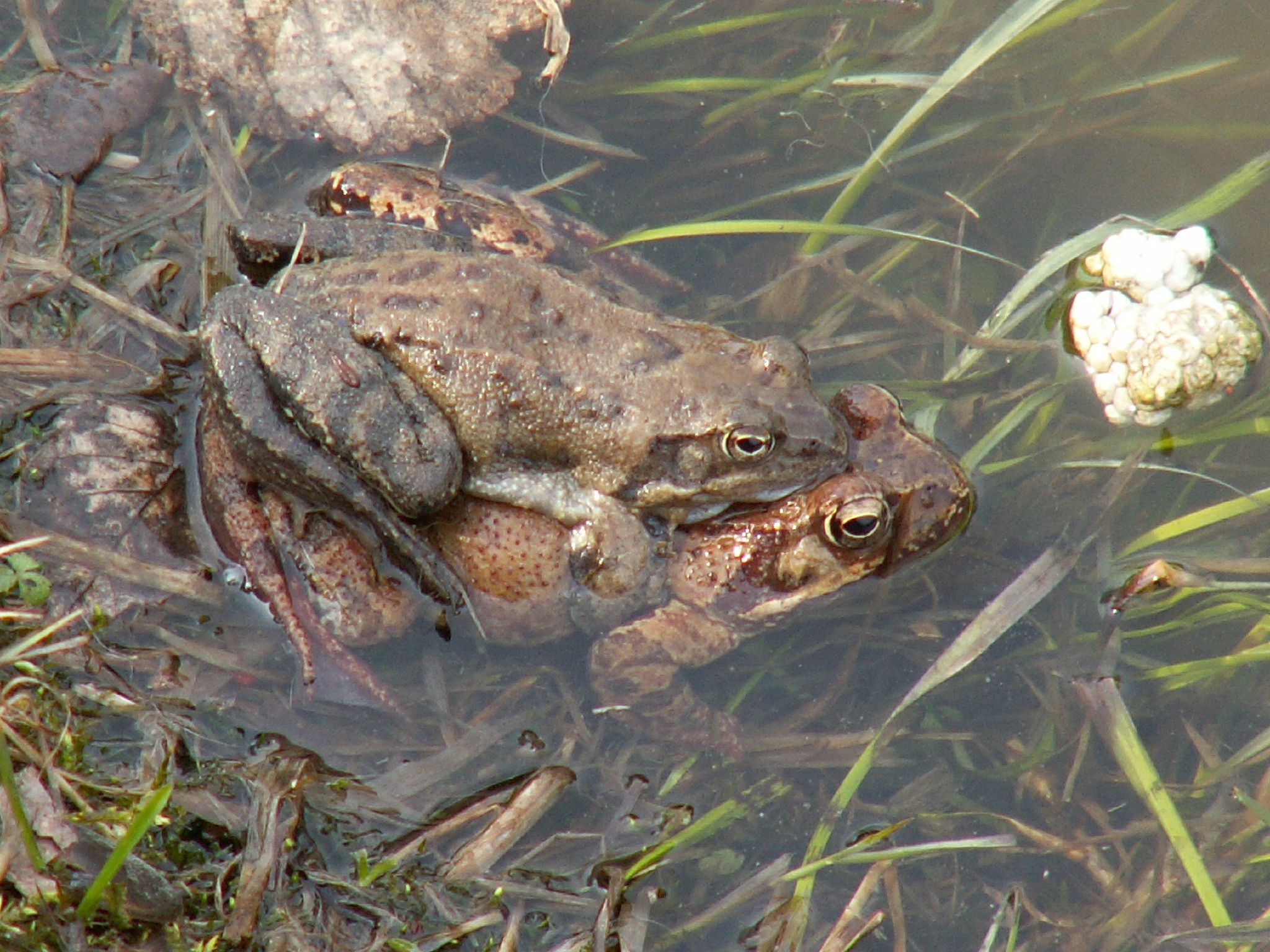 an image of a frog that is in the water