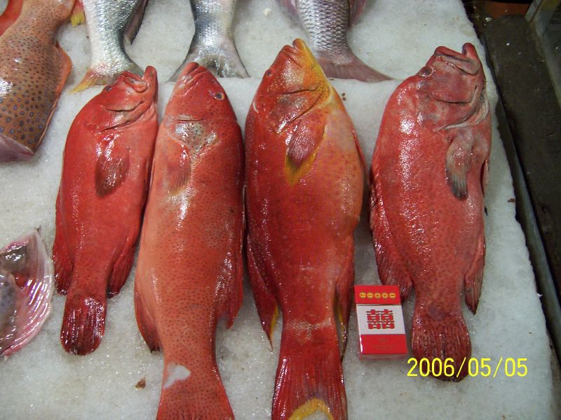 the different varieties of fish are on display in the case
