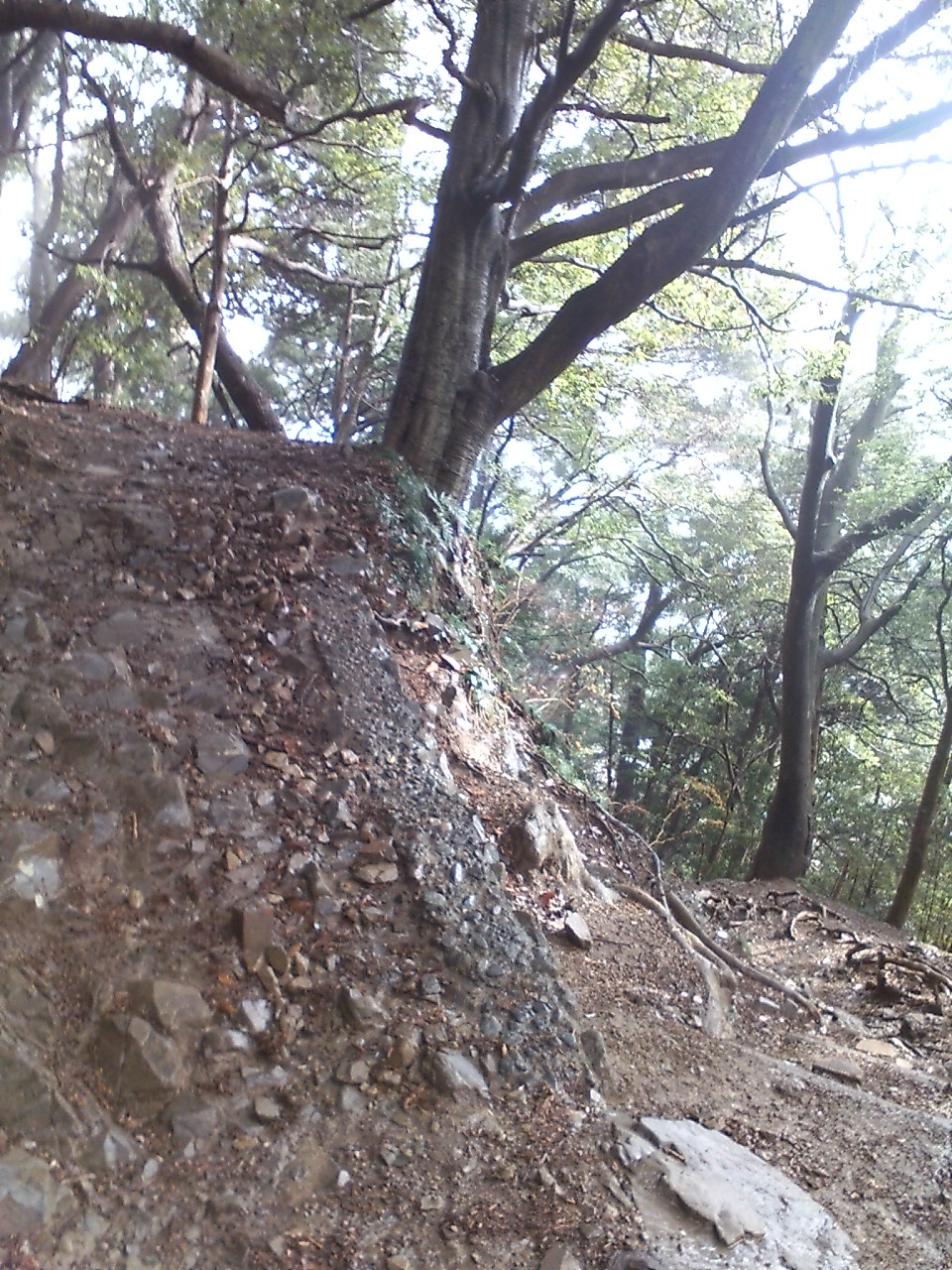 a rocky hill covered in leaves and dirt