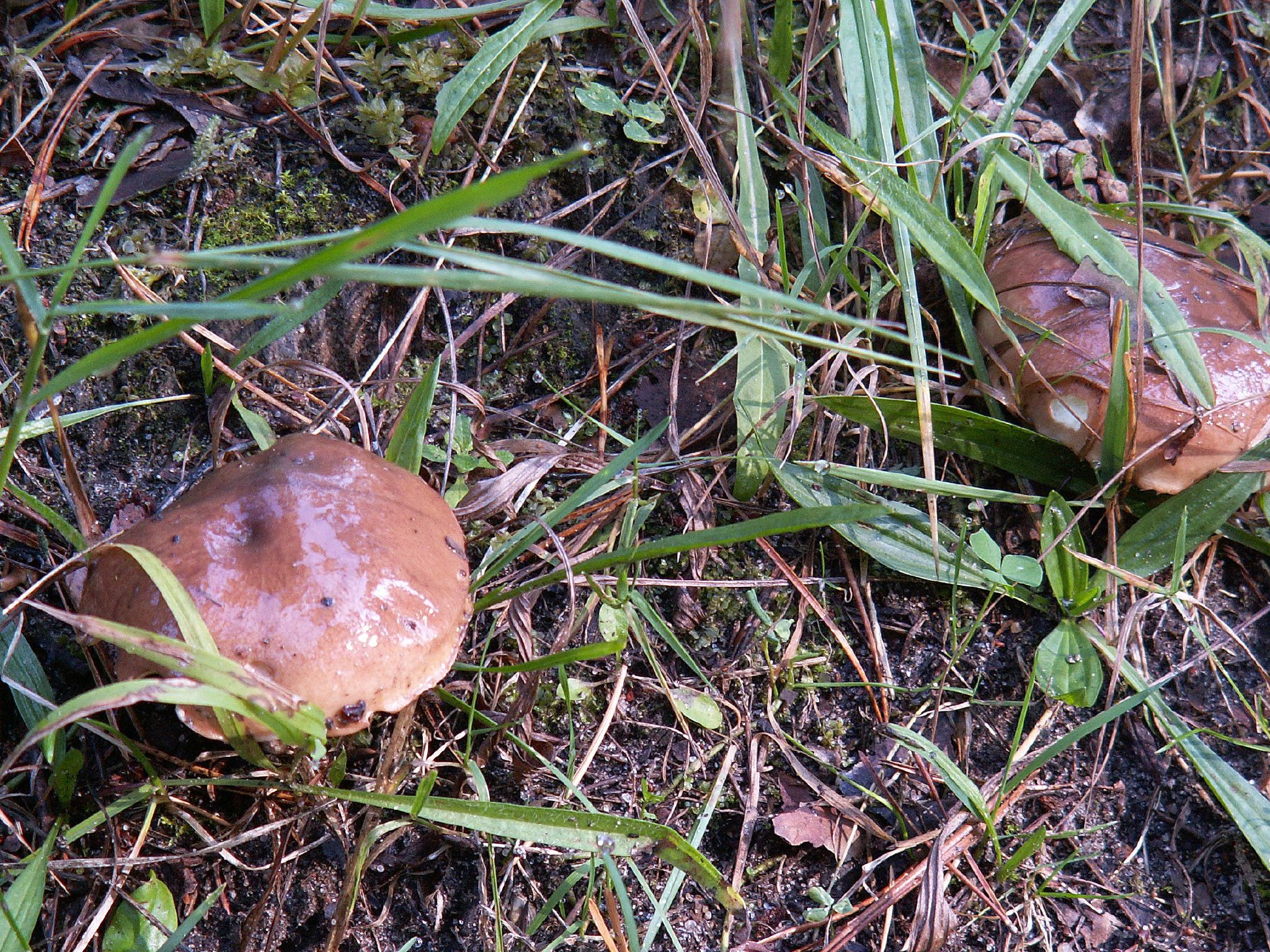 a couple of brown mushrooms sitting in the grass