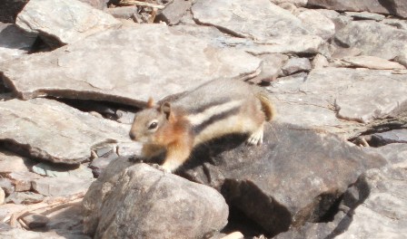 the small rodent is walking around the rocks