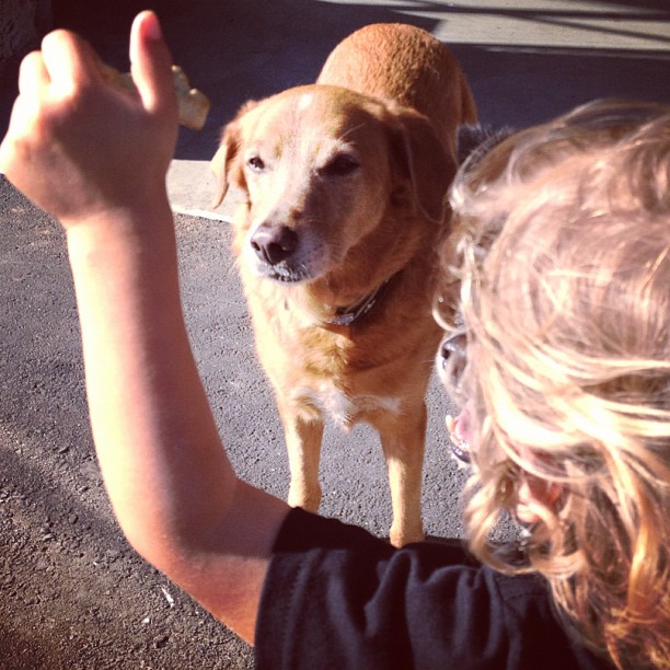 a boy is holding up a yellow dog with a paw
