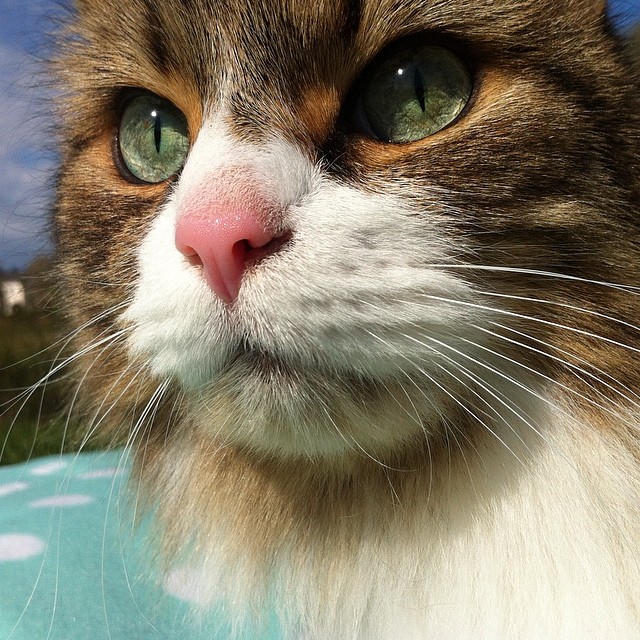 a closeup view of the face of a brown and white cat