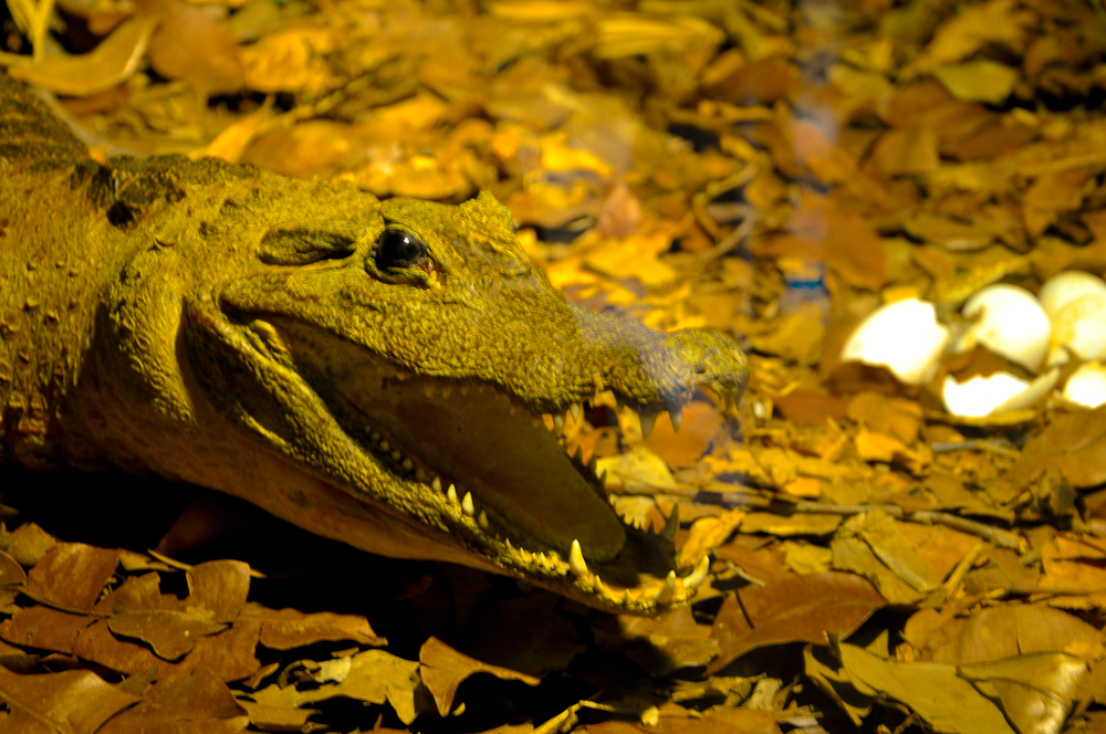 a crocodile has its mouth open and it is surrounded by leaves
