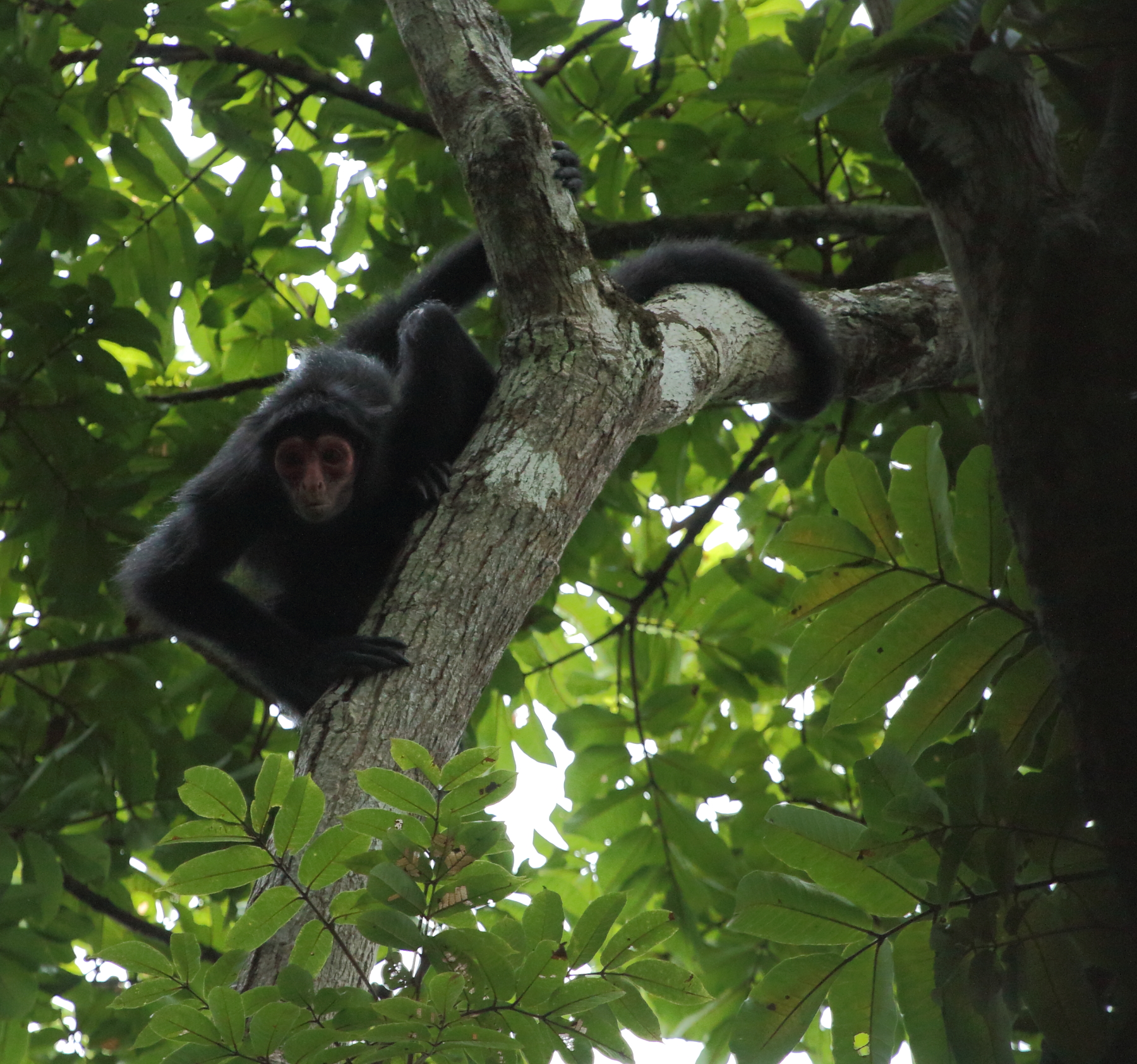 a black and white animal on a tree nch