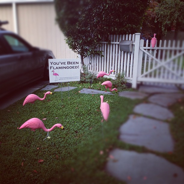 there is some pink flamingos in front of the white fence