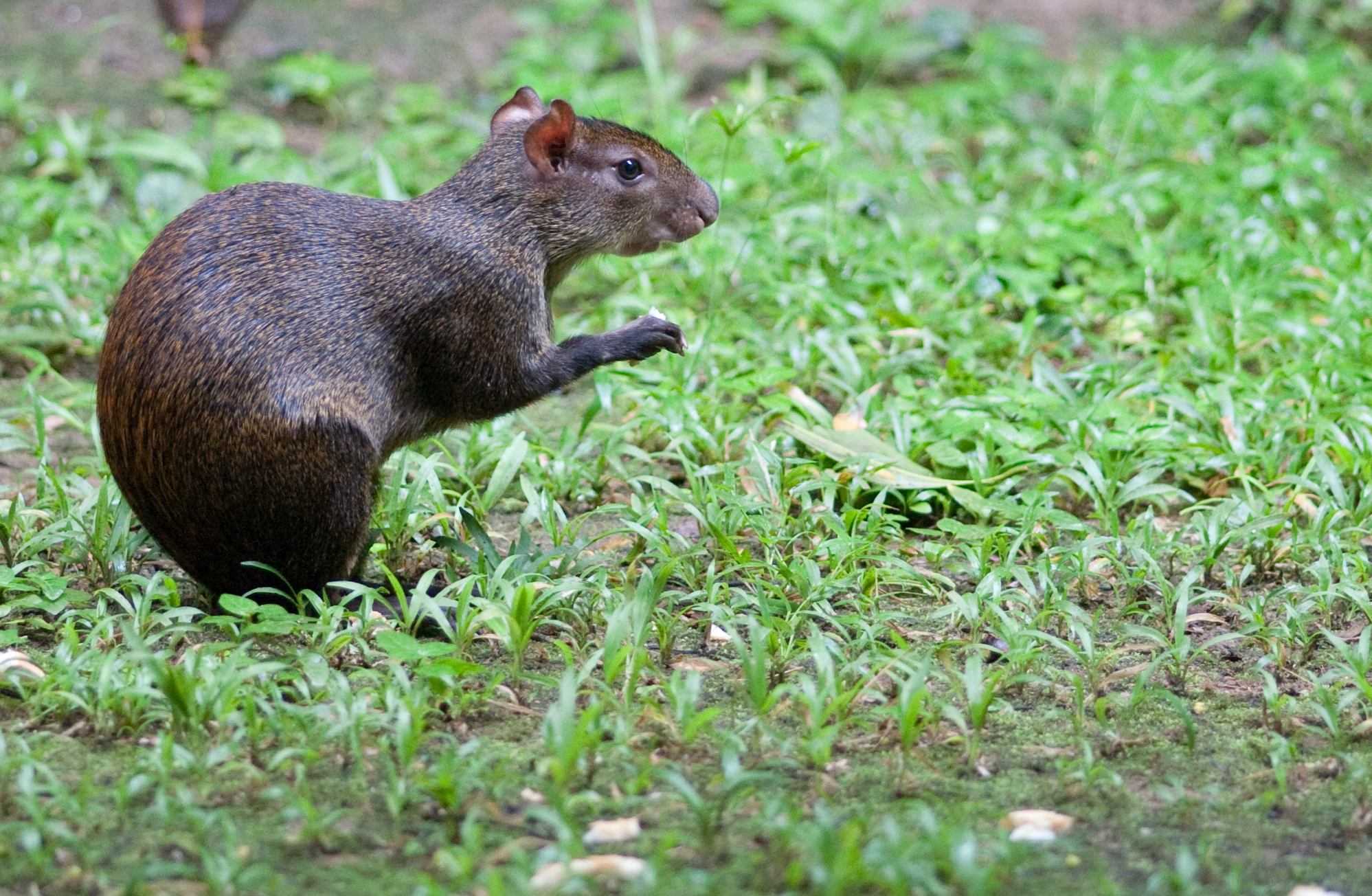 a little animal running through the grass