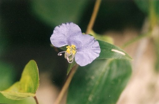 a small blue flower on the green leaves