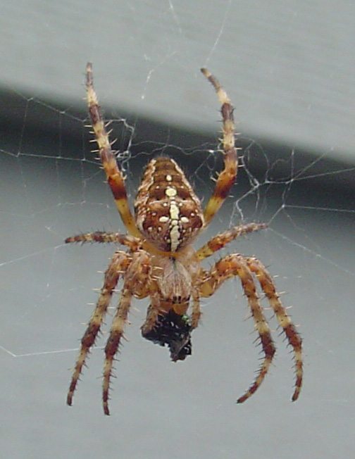 a spider looking at the camera and in its web