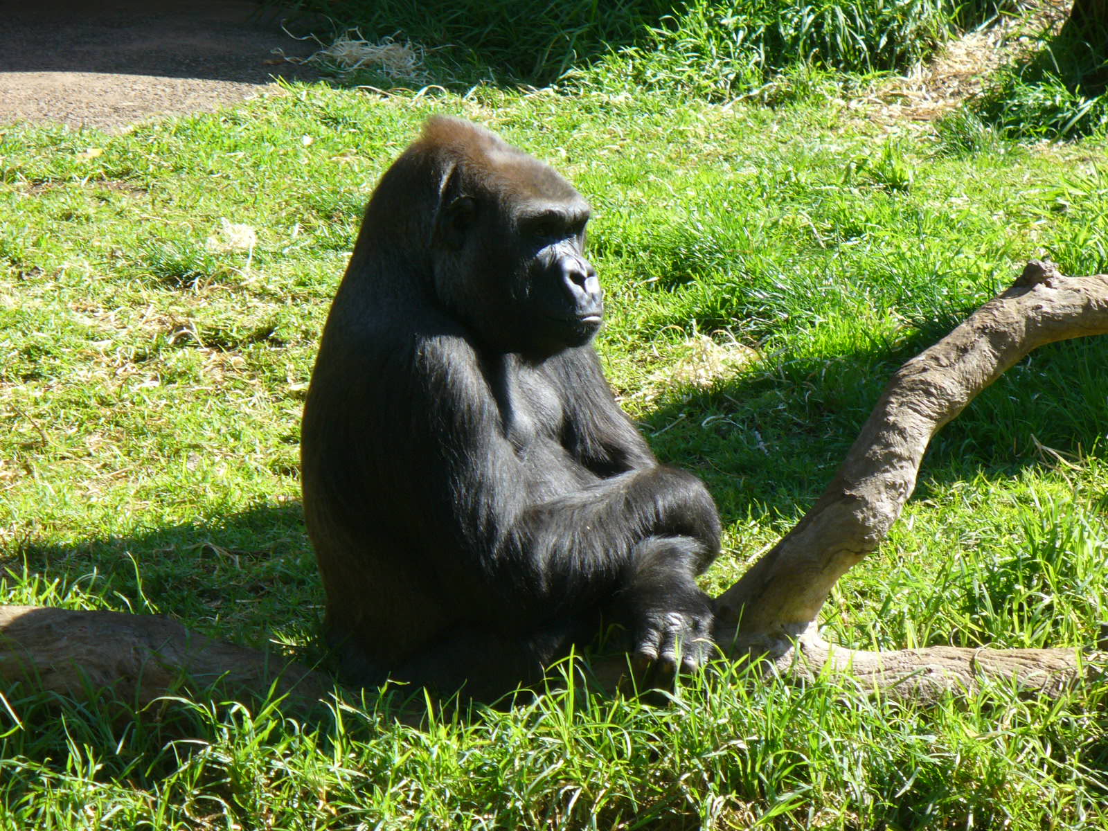 an older gorilla is seated next to a large log