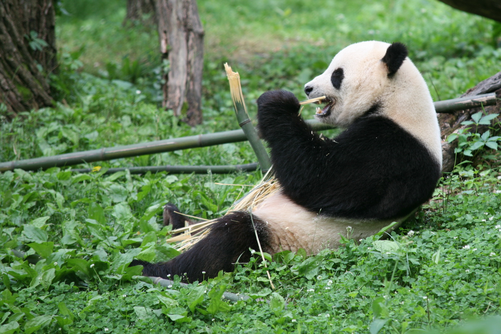 a panda is laying on the ground and eating bamboo
