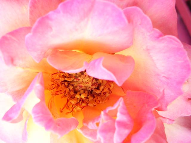 the bloom of a pink rose with yellow center