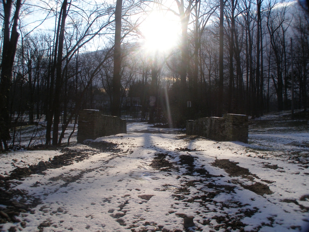 a snowy, shady forest area has trees and bushes in front