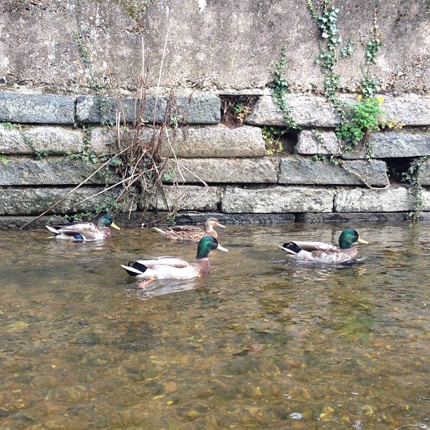 a few ducks are floating in the water