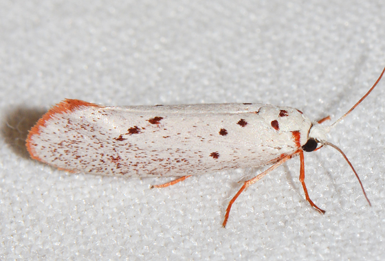 a white and red bug that is sitting on some white material