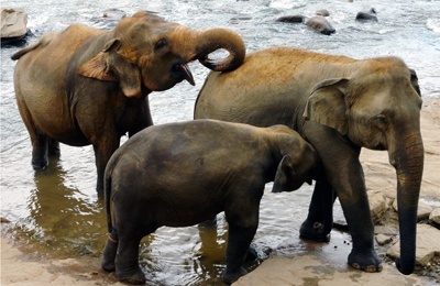 there are three elephants at the water's edge