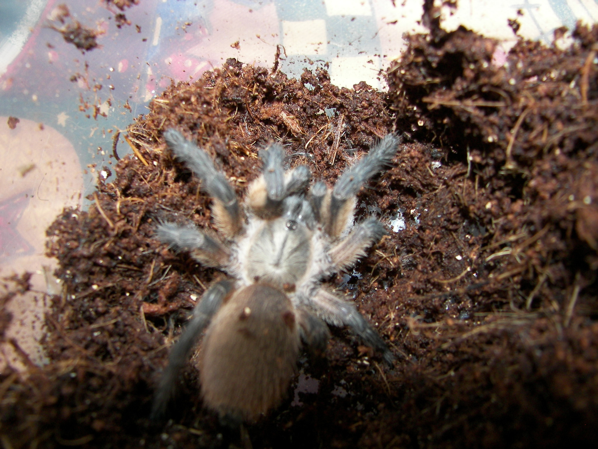 a closeup of a taranthroid in dirt with one hand extended