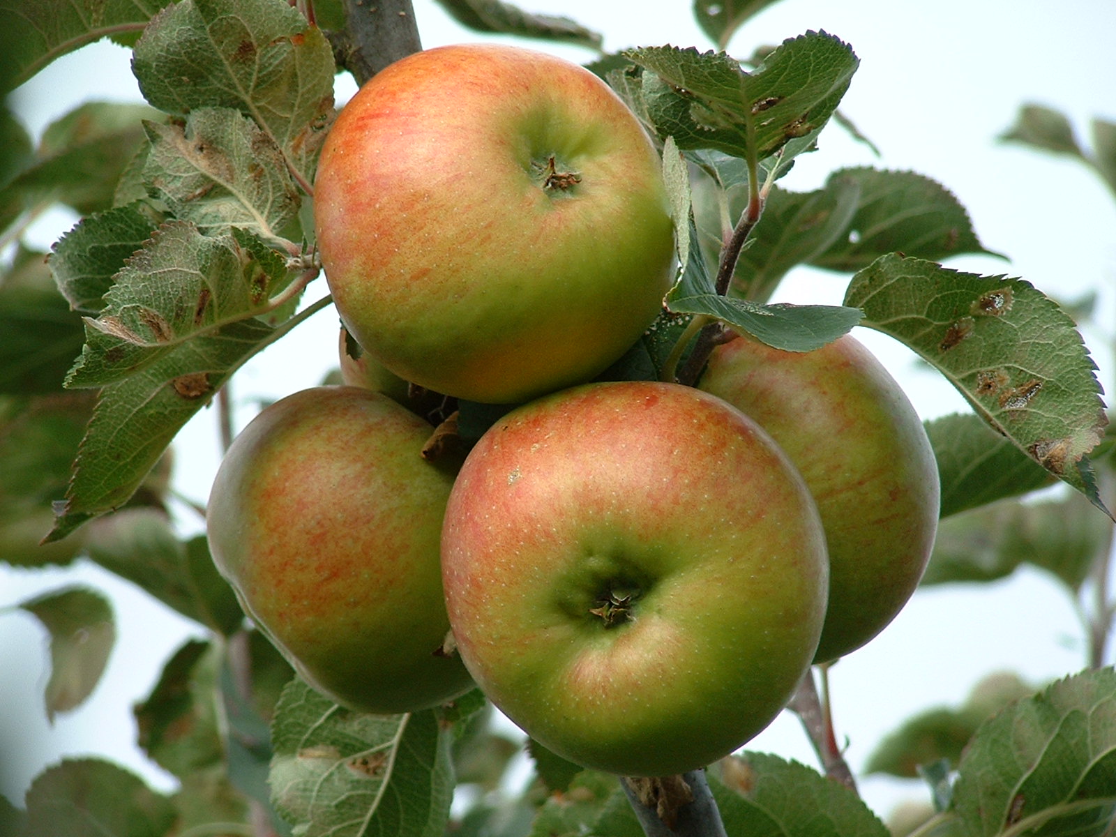 three apples hanging from tree in fruit garden