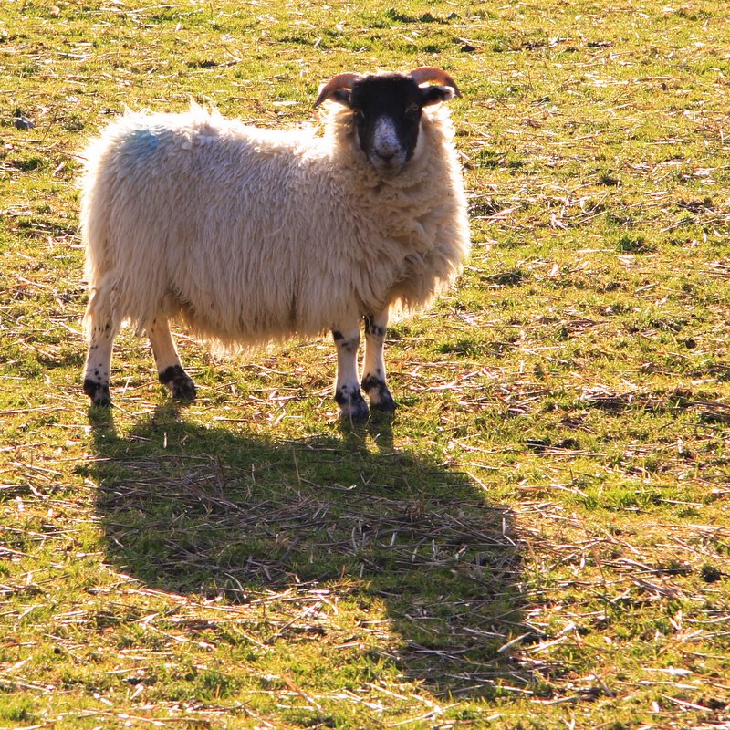 a sheep in a field standing up with it's shadow on the grass