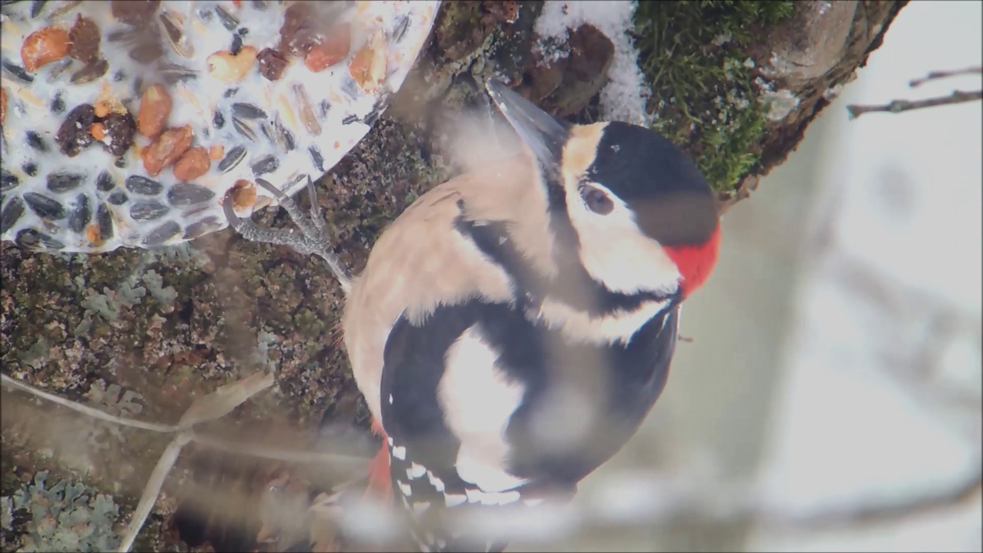 a bird sitting on a tree trunk while covered in snow