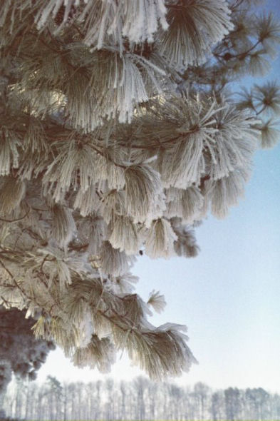 a tree with ice covered nches is shown