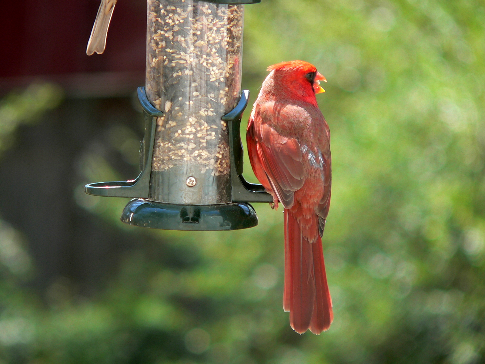 red birds sitting on a bird feeder on green background