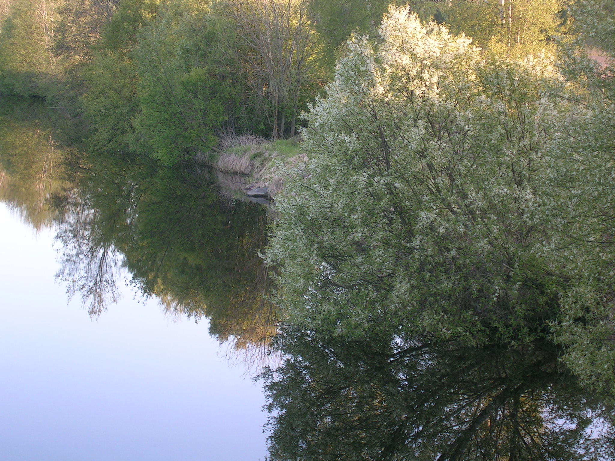 a river surrounded by trees with green leaves and blue water