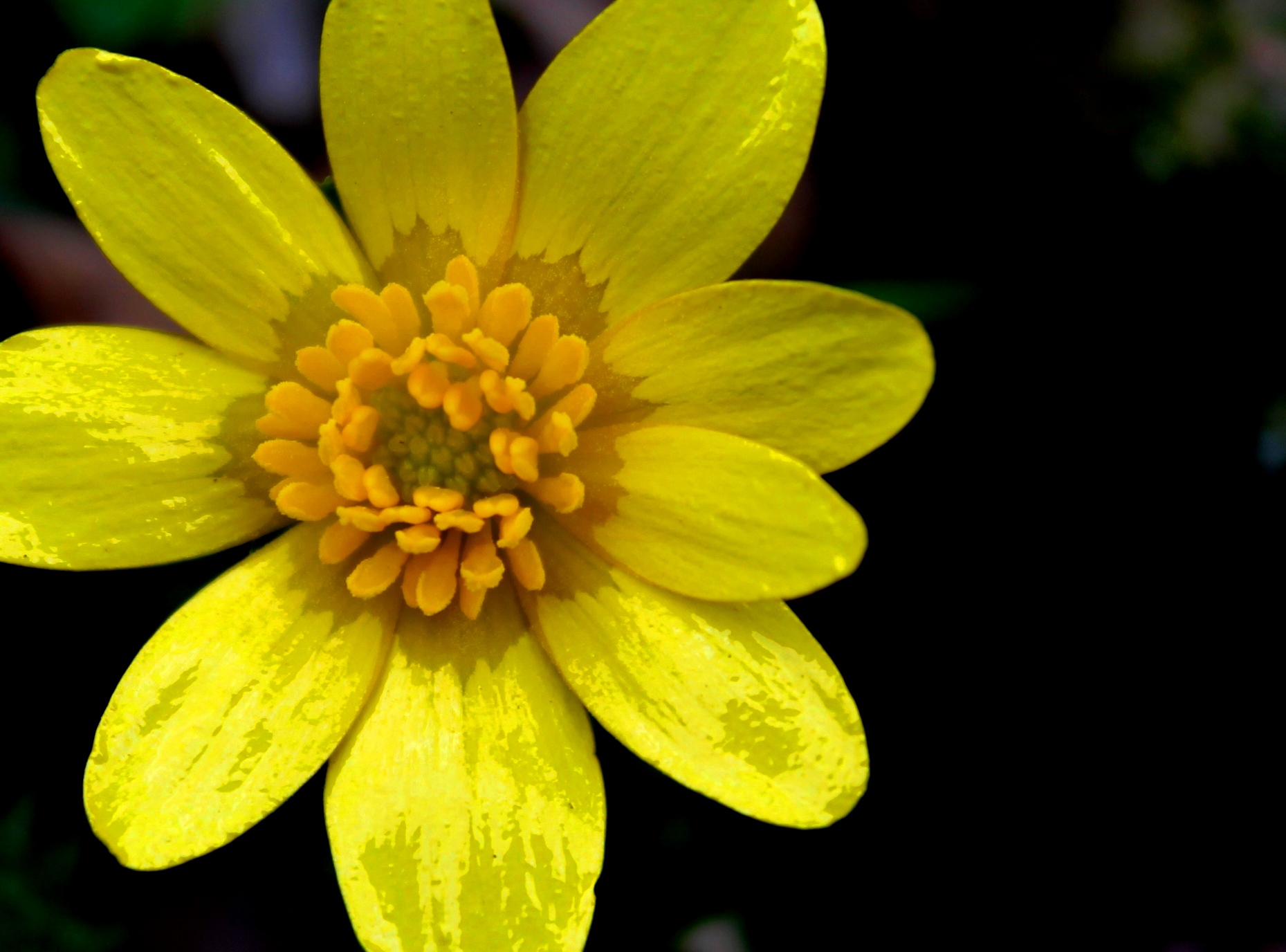 a bright yellow flower is shown against a black background