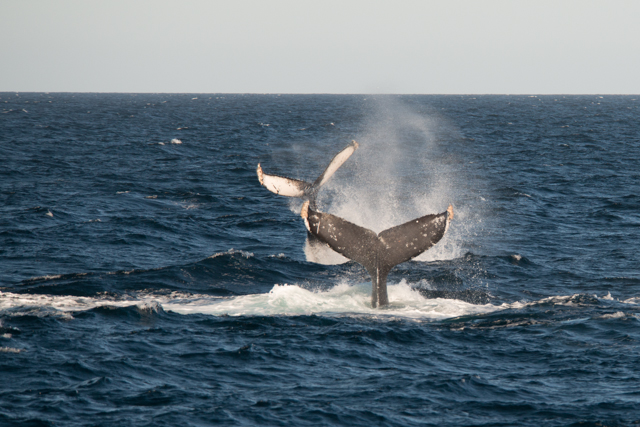 the tail of a whale flups out from the water