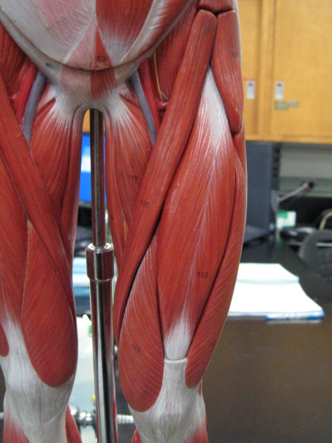 a muscle model with the muscles highlighted in the image