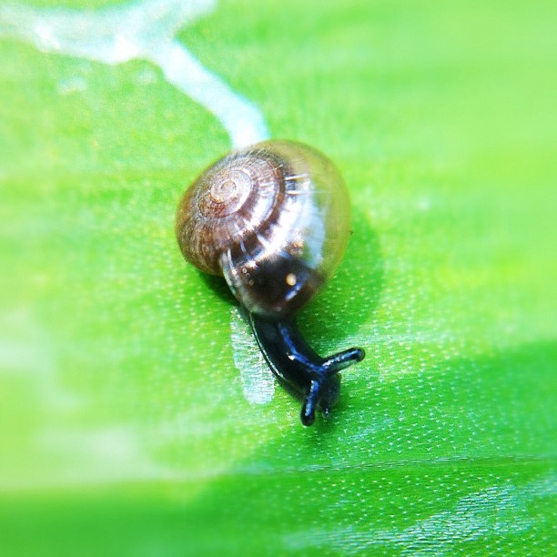 snail sitting on green and green leaf with blue sky