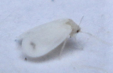 a moth sits in the snow on a sunny day