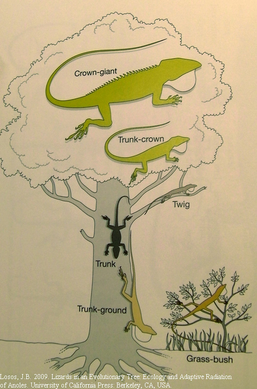 a diagram of an animal and its tree of life
