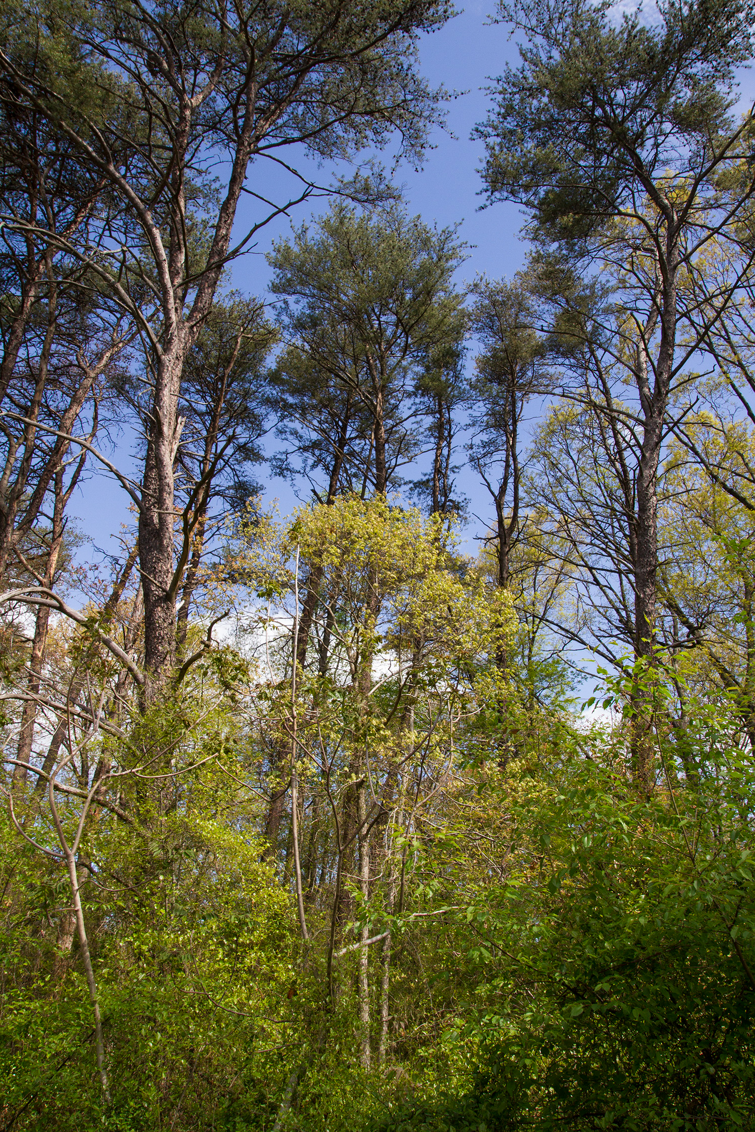 a grassy, forested area is seen on a sunny day