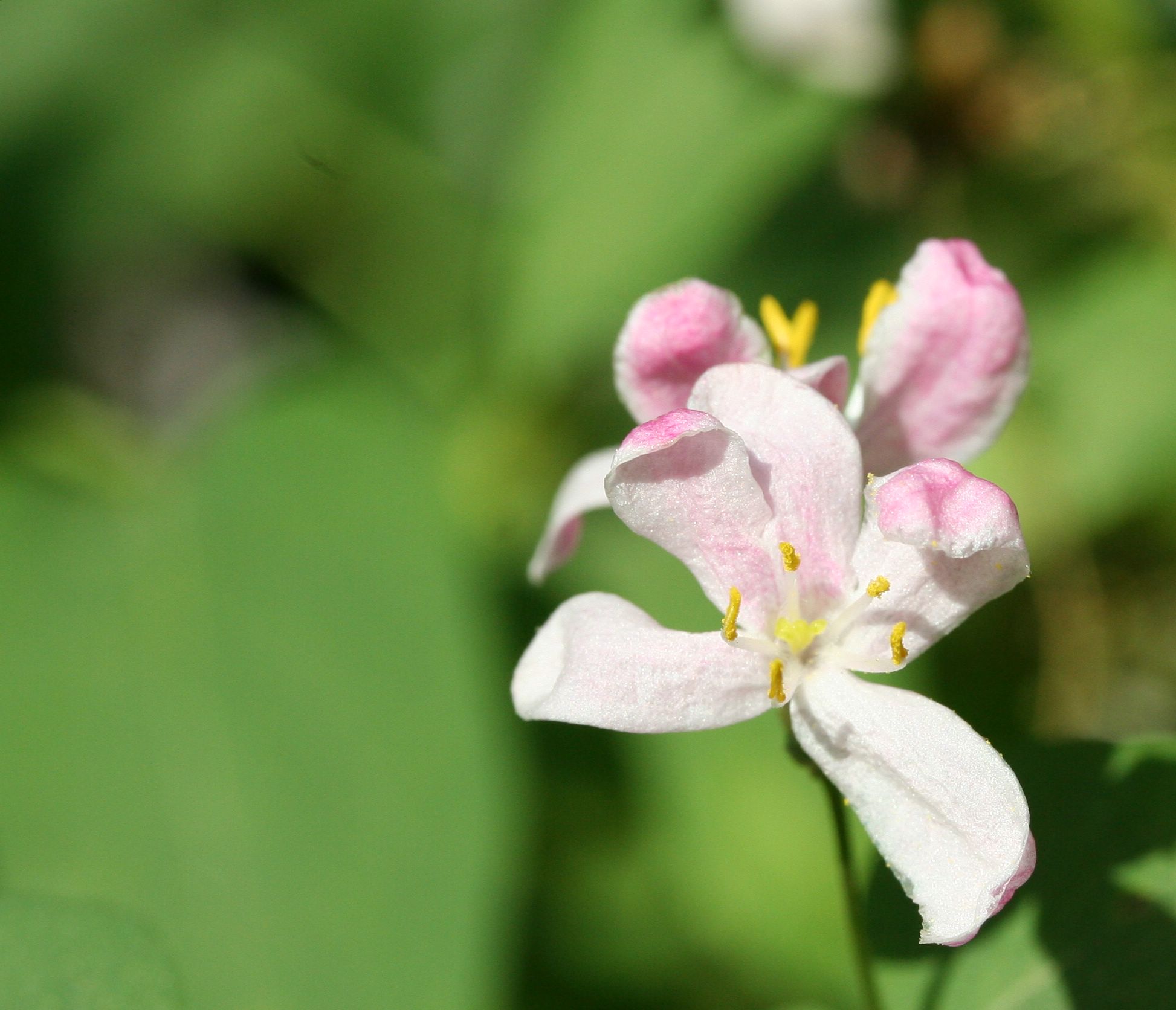 two white flowers sitting on top of a green leaf covered ground