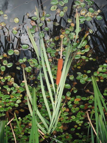 a vegetable on an ornamental plant floating in a pond