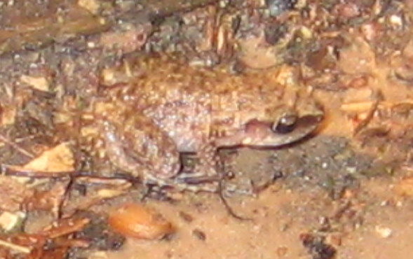 this picture shows a small frog in the dirt
