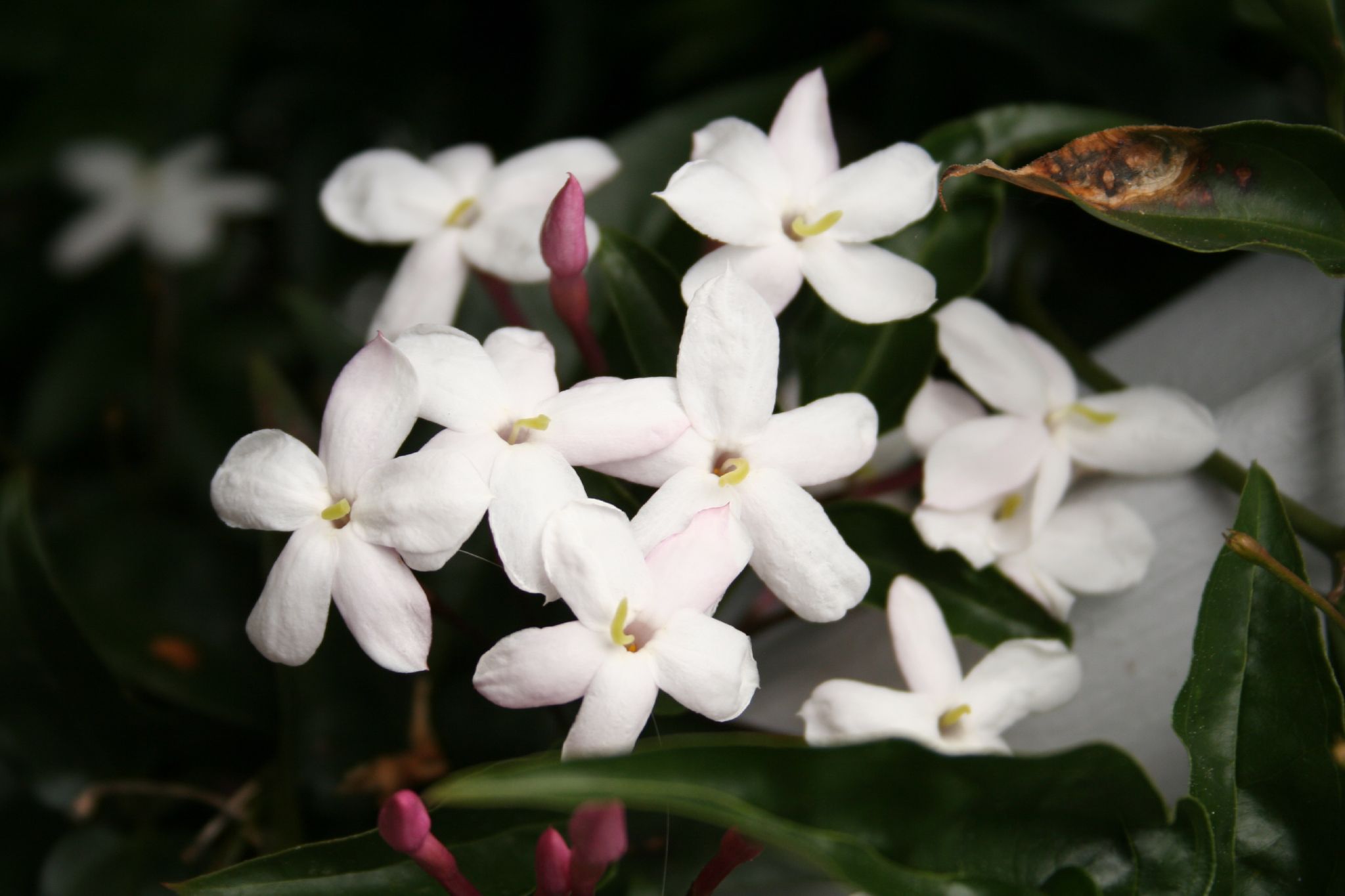 a cluster of white flowers sitting on top of green leaves