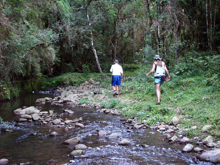two people walk along a stream that runs through a forest