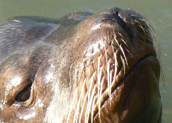 a close up s of the head of a sea lion