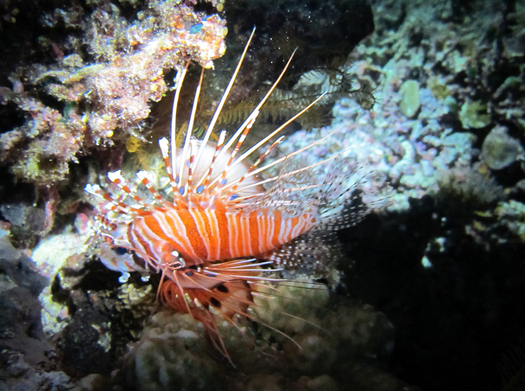 a red and white animal with long antennae and a large toothfish